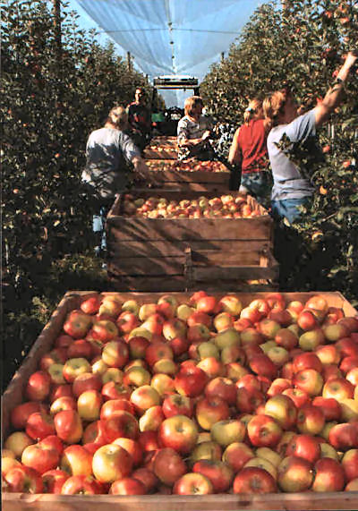 Apfelernte Markgr&auml;flerland